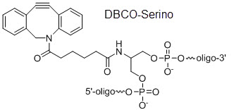 Bio-Synthesis Inc. Oligo Structure